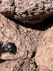 Eusattus reticulatus