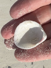 Laevicardium serratum