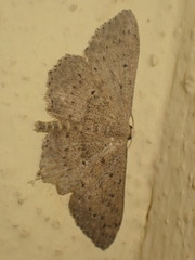 Scopula guancharia