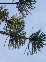 Araucaria bidwillii