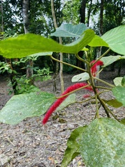 Acalypha hispida