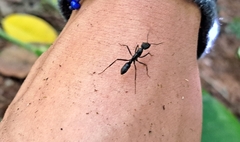 Neoponera apicalis
