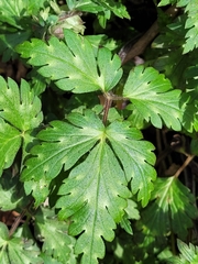 Phacelia bipinnatifida