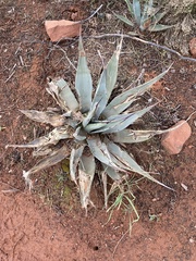 Agave utahensis