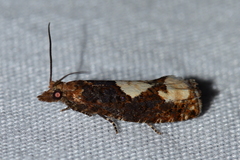 Epinotia trigonella