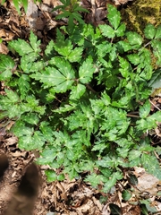 Phacelia bipinnatifida