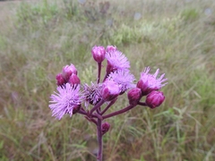 Campuloclinium macrocephalum