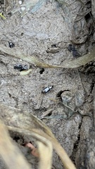 Bembidion iridescens