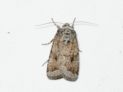 Proteuxoa amaurodes