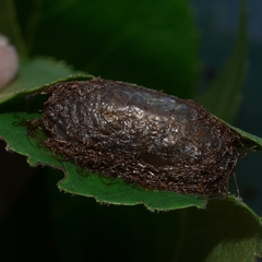 Cimbicidae