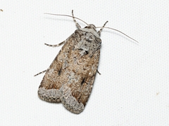 Proteuxoa amaurodes