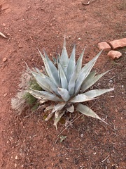 Agave utahensis