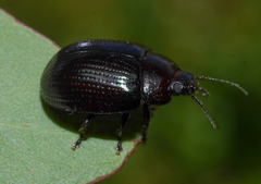 Paropsisterna irina