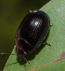 Paropsisterna irina