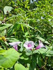 Ipomoea trifida