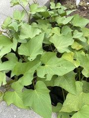 Ipomoea batatas