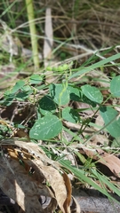 Desmodium varians