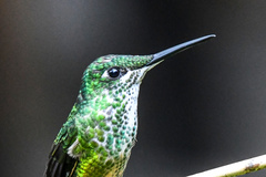 Heliodoxa imperatrix