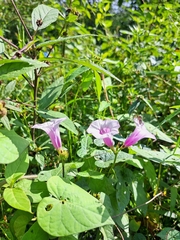 Ipomoea trifida