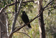 Strepera fuliginosa