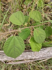 Grewia latifolia