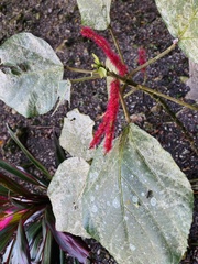 Acalypha hispida
