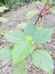 Acalypha hispida