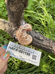 Polyporus decurrens