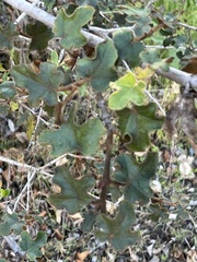 Fremontodendron californicum