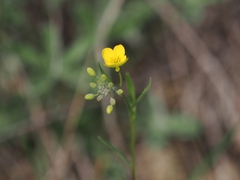 Physaria gracilis