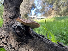 Polyporus decurrens