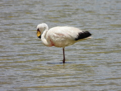 Phoenicoparrus jamesi