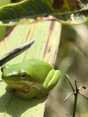 Litoria fallax