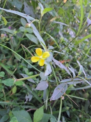 Ludwigia erecta