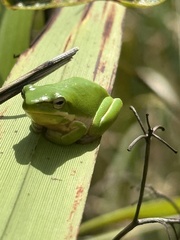 Litoria fallax