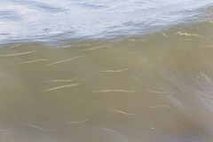 Blackspot Longtom photo 5
