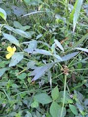 Ludwigia erecta