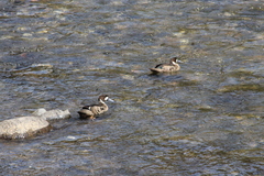 Speculanas specularis