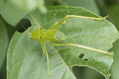 Stilpnochlora