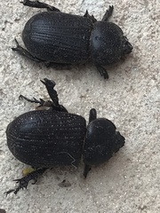 Hemiphileurus