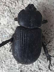 Hemiphileurus