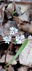 Erigenia