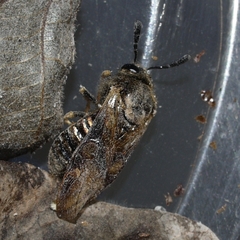 Cimbicidae