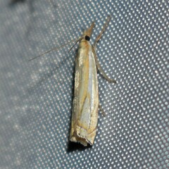 Crambus