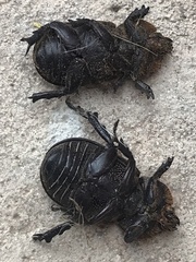 Hemiphileurus