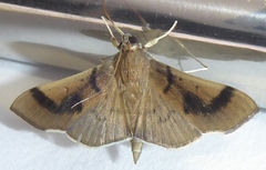 Omiodes barcalis