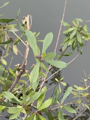Ficus abelii