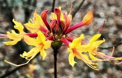 Rhododendron austrinum