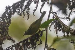 Basileuterus tristriatus