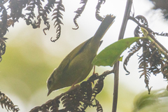 Basileuterus tristriatus